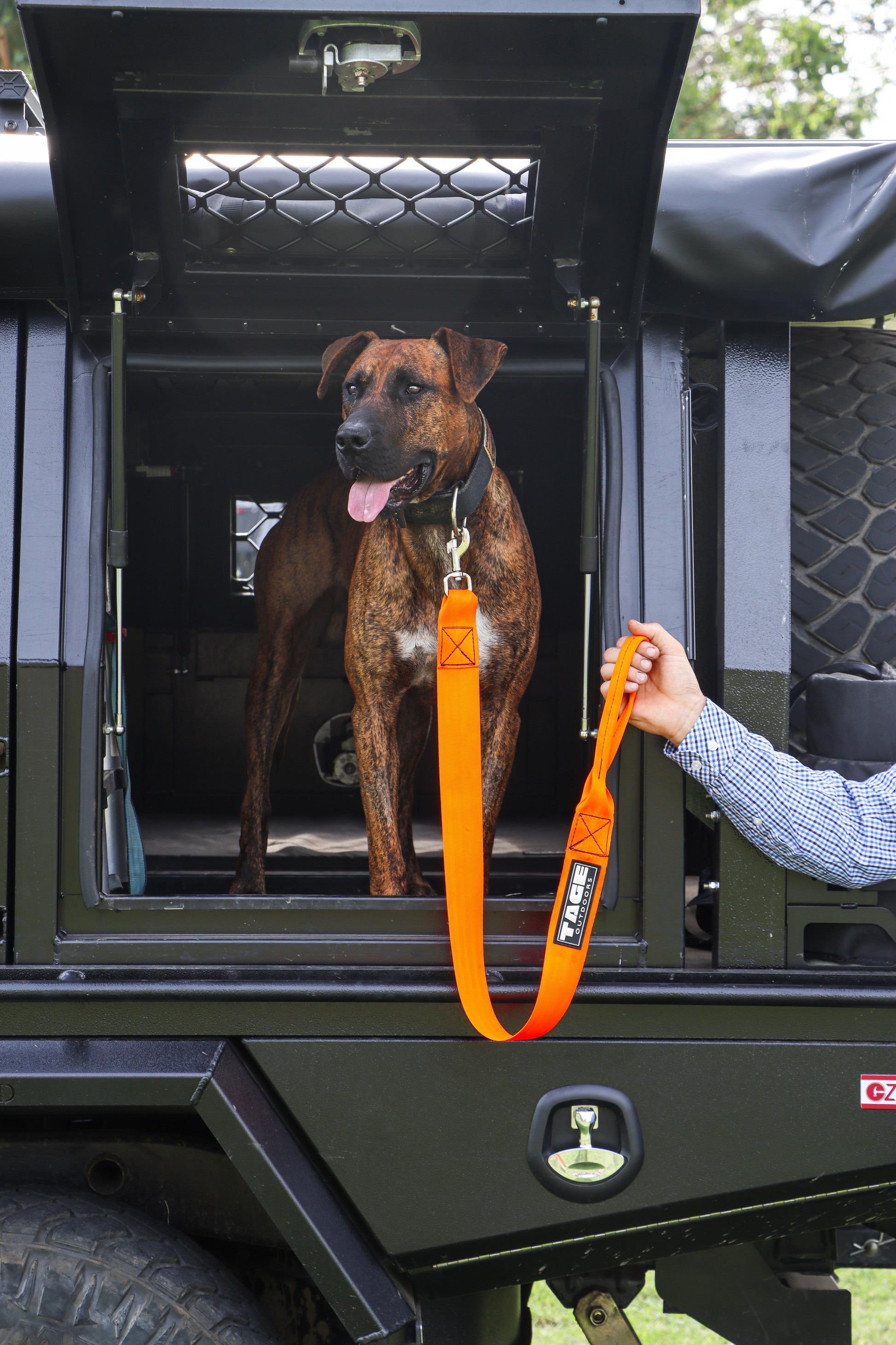 Dog leads Tage outdoors