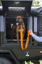 Dog leads Tage outdoors