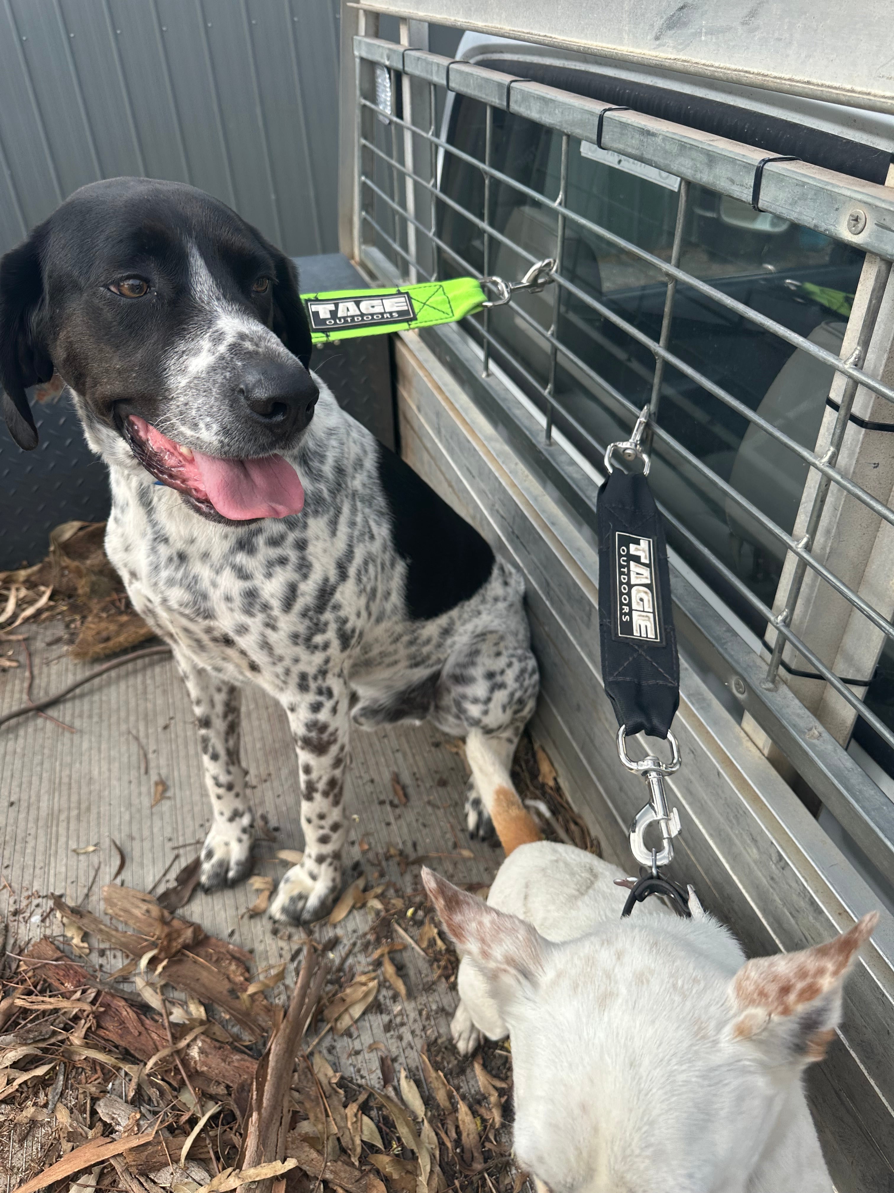 Ute Dog Lead Tage outdoors