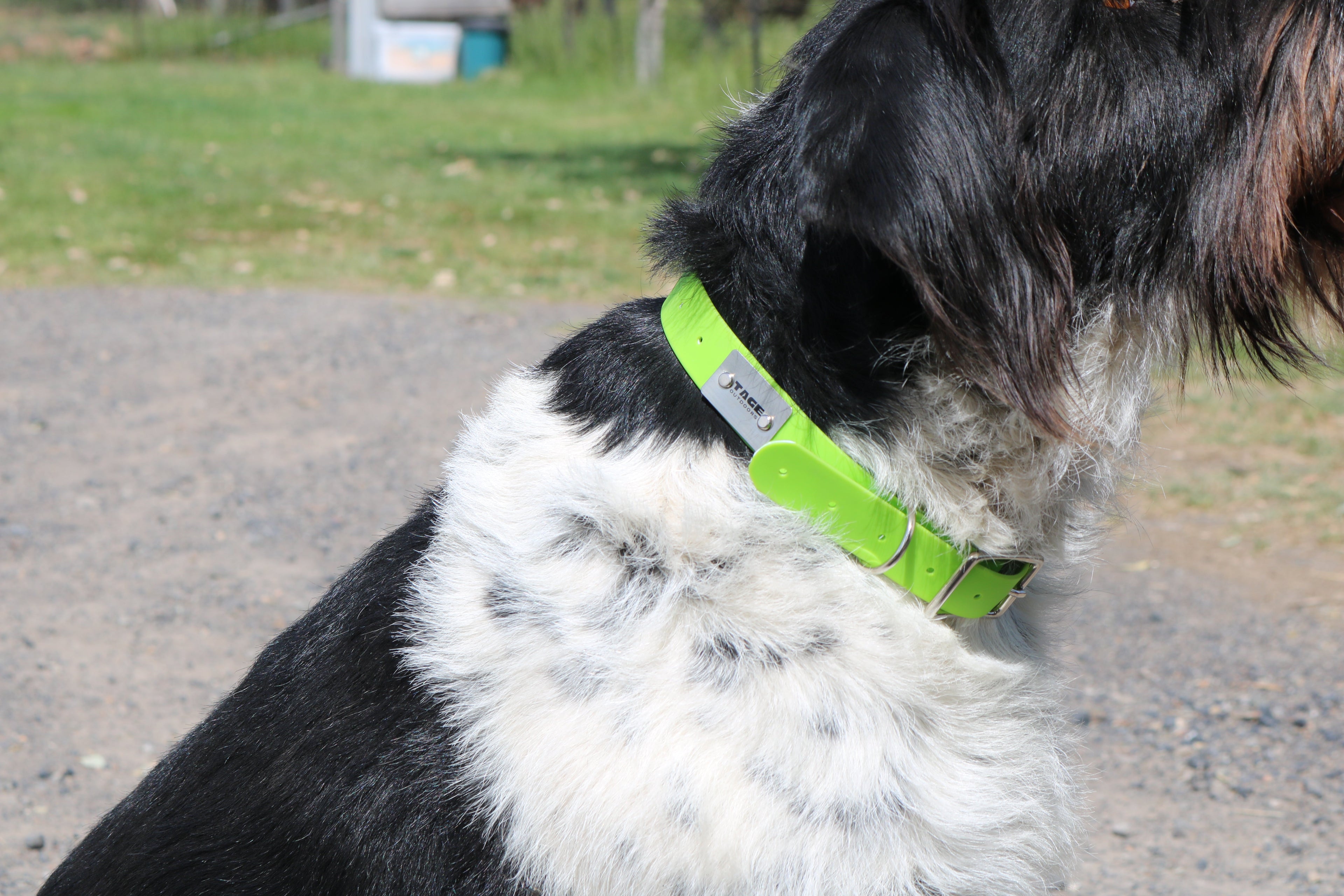 Dog Collars Tage outdoors