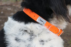 Dog Collars Tage outdoors