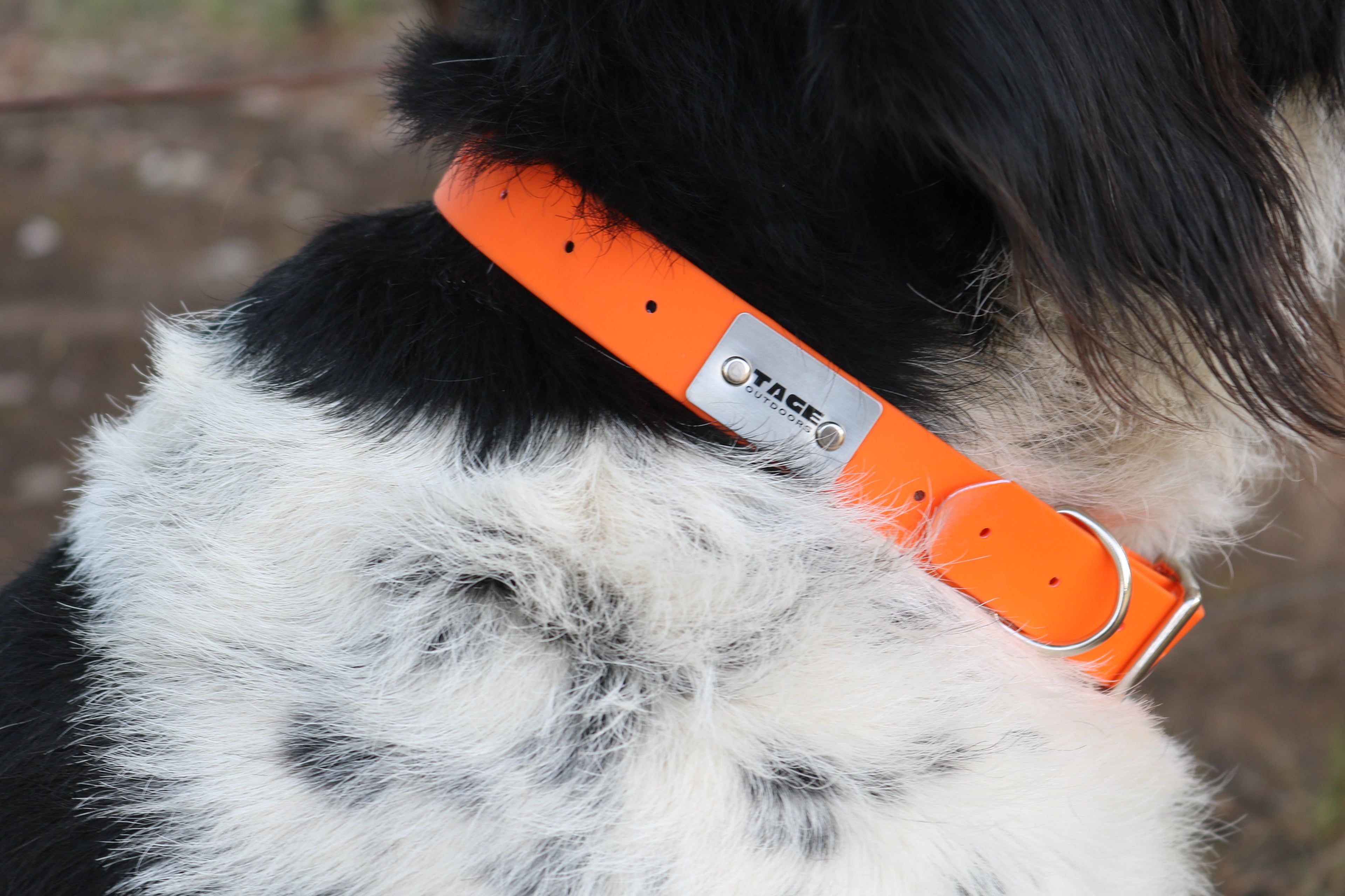 Dog Collars Tage outdoors