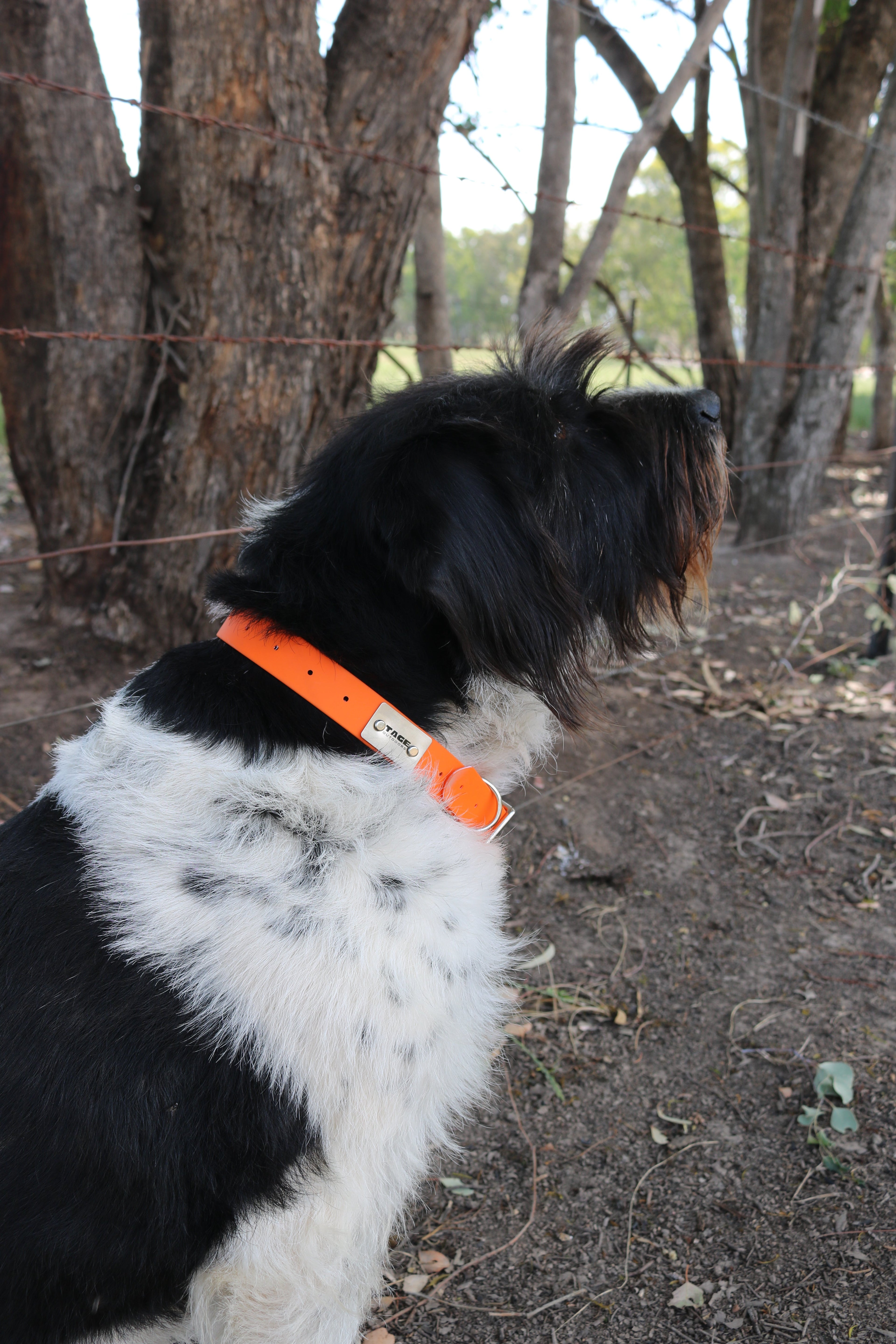 Dog Collars Tage outdoors