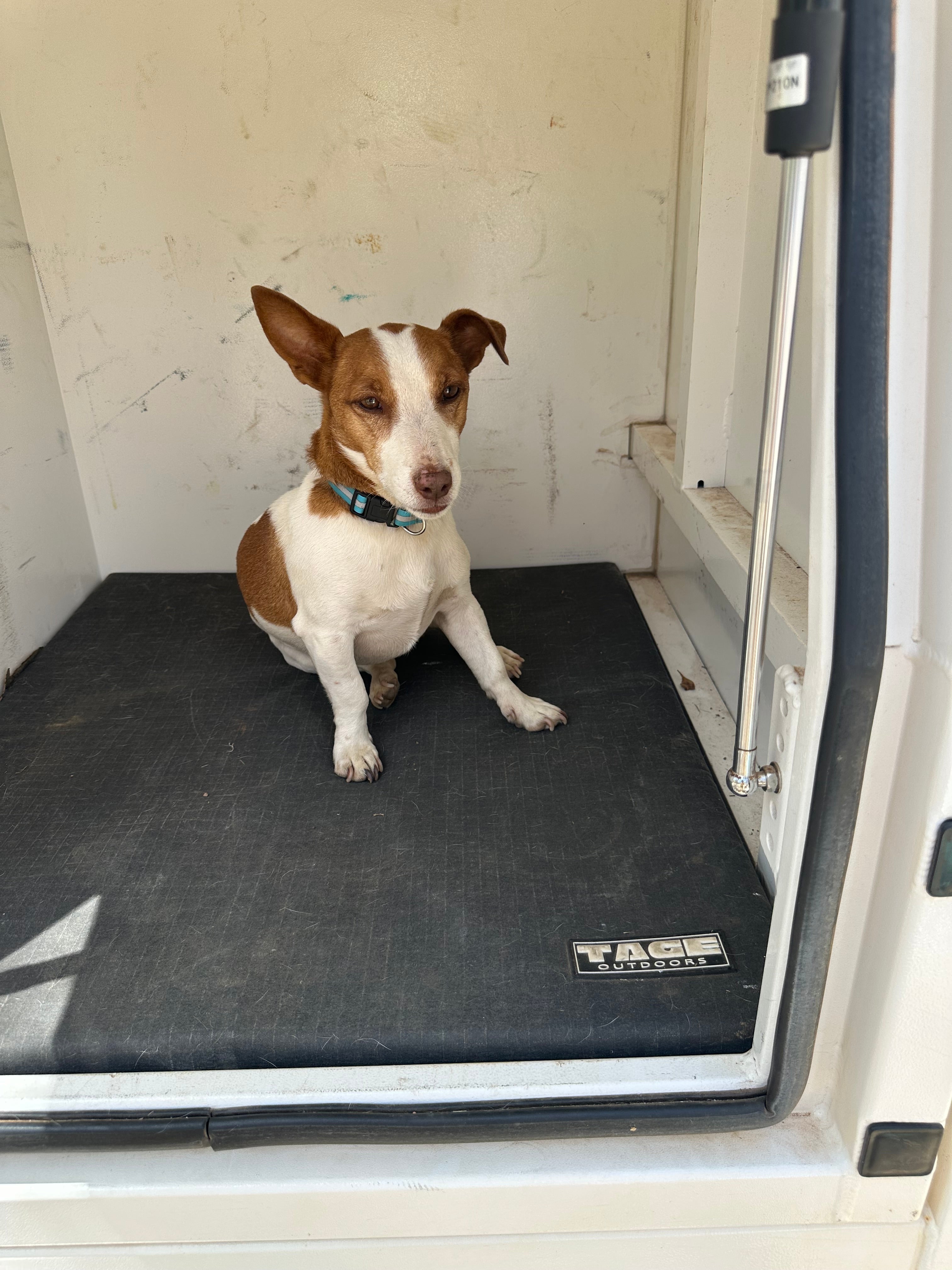 Canvas dog bed Tage outdoors