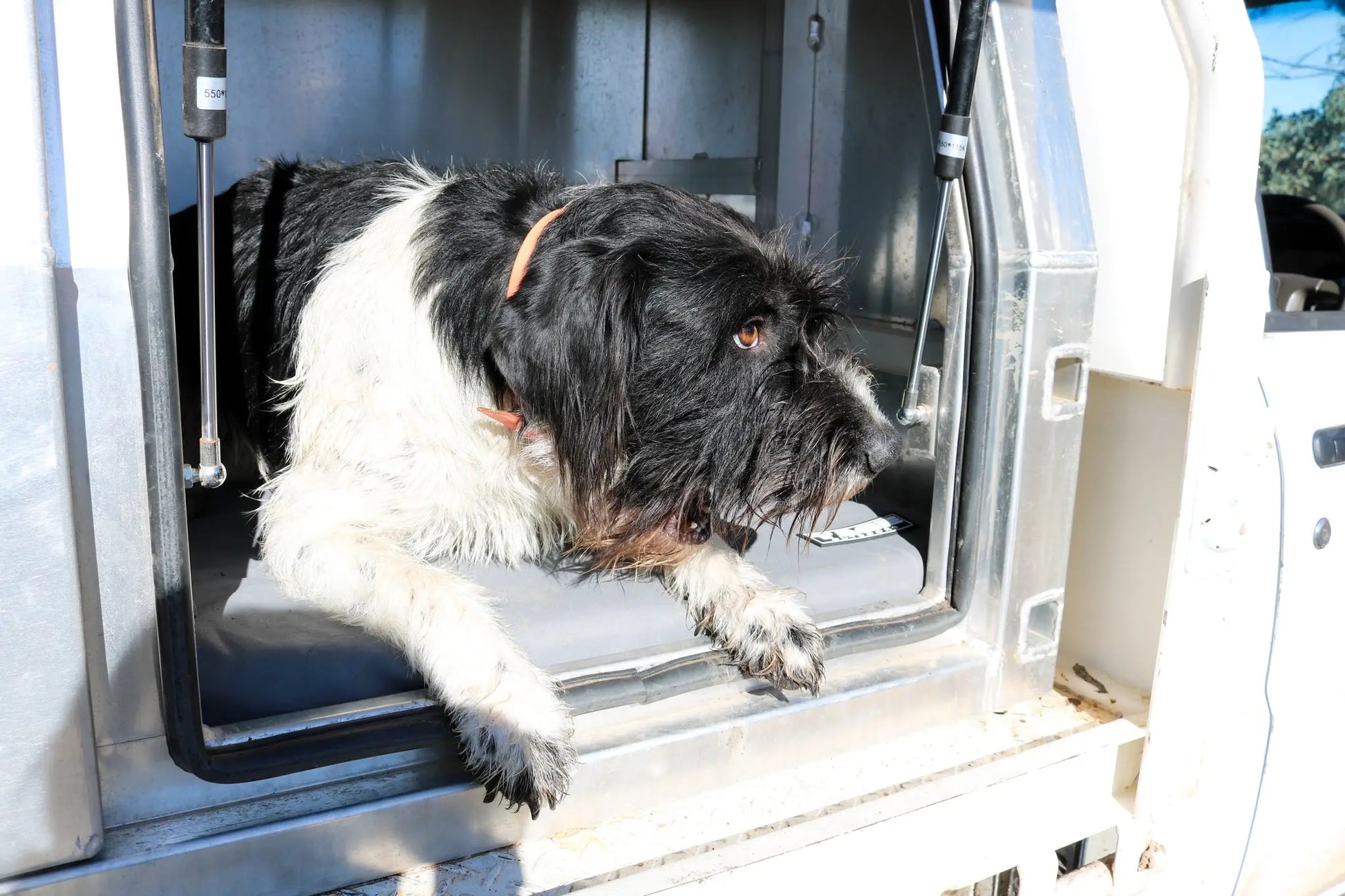 Canvas dog bed Tage outdoors
